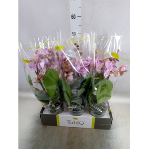 Phalaenopsis   ...rose