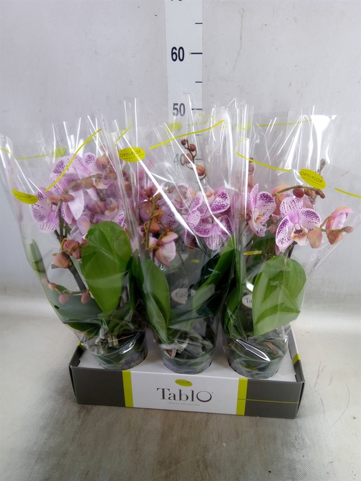 <h4>Phalaenopsis   ...rose</h4>