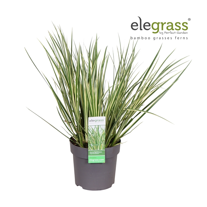 <h4>Acorus gramineus 'Argenteostriatus' P14</h4>