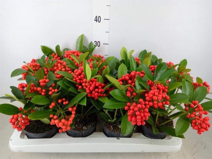 <h4>Skimmia jap. 'OBerries Red'</h4>