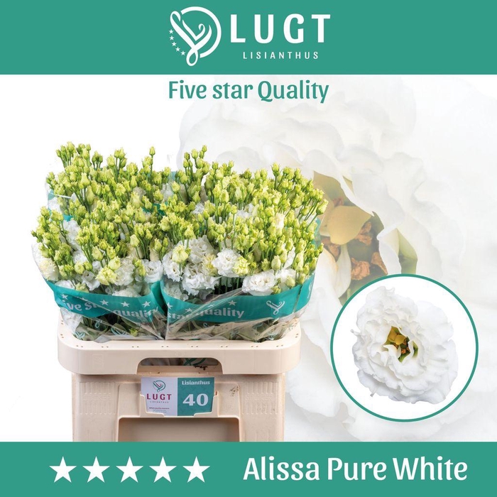 <h4>Lisianthus do alissa pure white</h4>