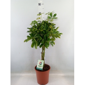 Schefflera arbor. 'Nora'