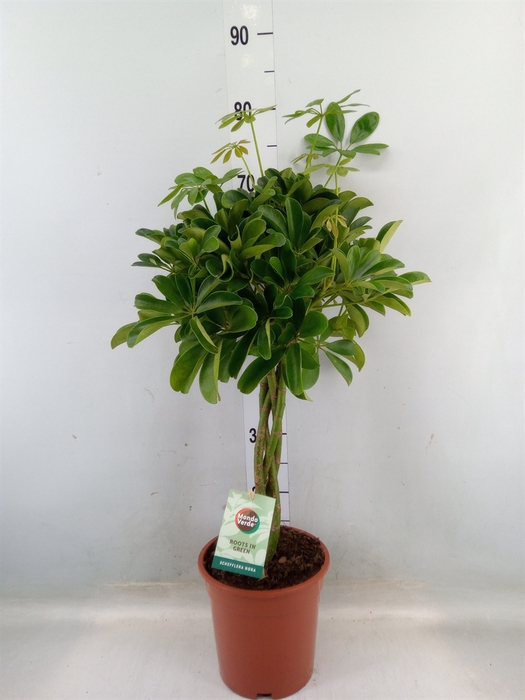 <h4>Schefflera arbor. 'Nora'</h4>