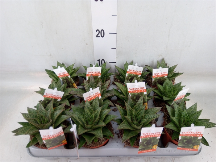<h4>Gasteria</h4>