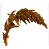 AMARANTHUS DOURADO 060 CM
