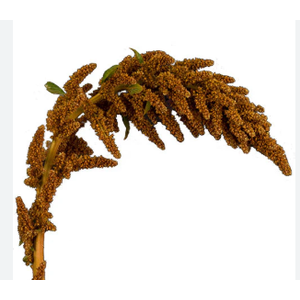 AMARANTHUS DOURADO 070 CM