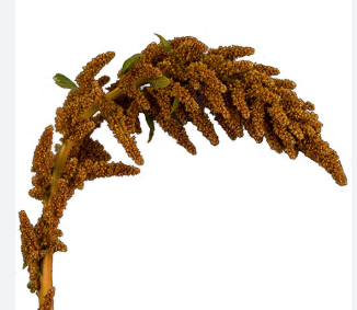 AMARANTHUS DOURADO 060 CM