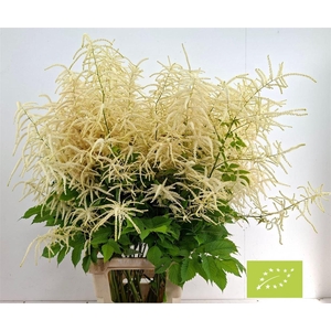 Aruncus Dioicus