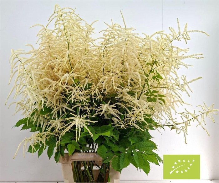 <h4>Aruncus Dioicus</h4>