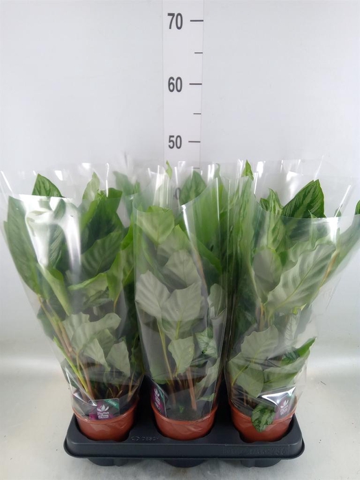 <h4>Calathea   ...</h4>