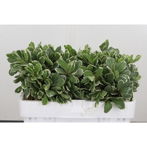 Pittosporum Ilan