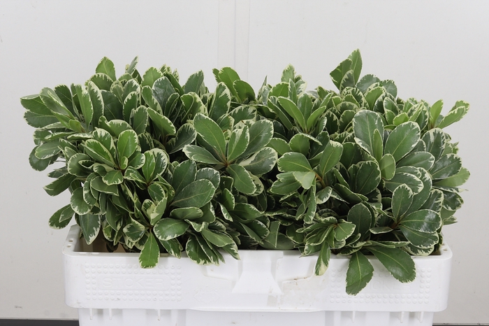 <h4>Pittosporum Ilan</h4>