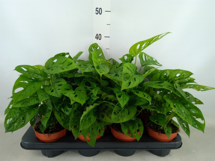 <h4>Monstera obliqua 'Leichtlinii'</h4>