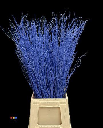 <h4>Betula / Berkentak Blue</h4>