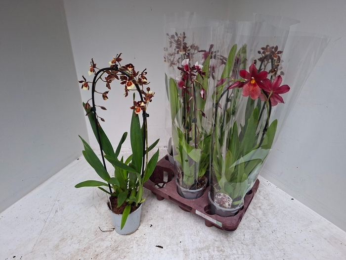 <h4>CAMBRIA GRP GEM</h4>