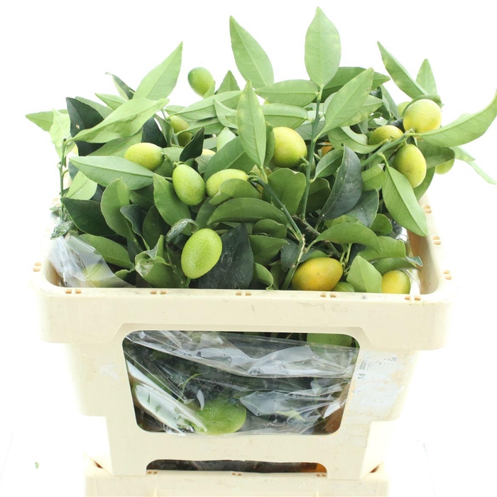 <h4>Mandarijn Takken 2kg P Bnch</h4>