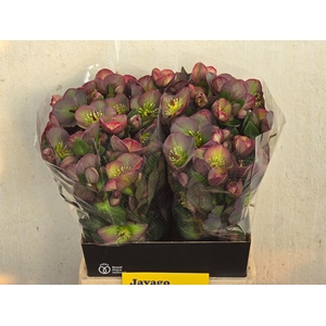 HELL FRK DANA DULCET