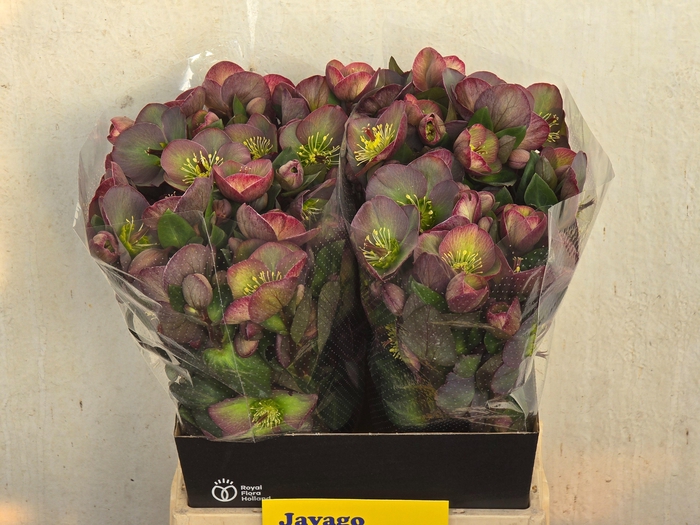 <h4>HELL FRK DANA DULCET</h4>