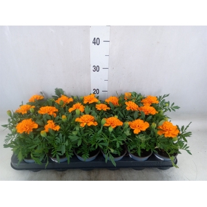 Tagetes