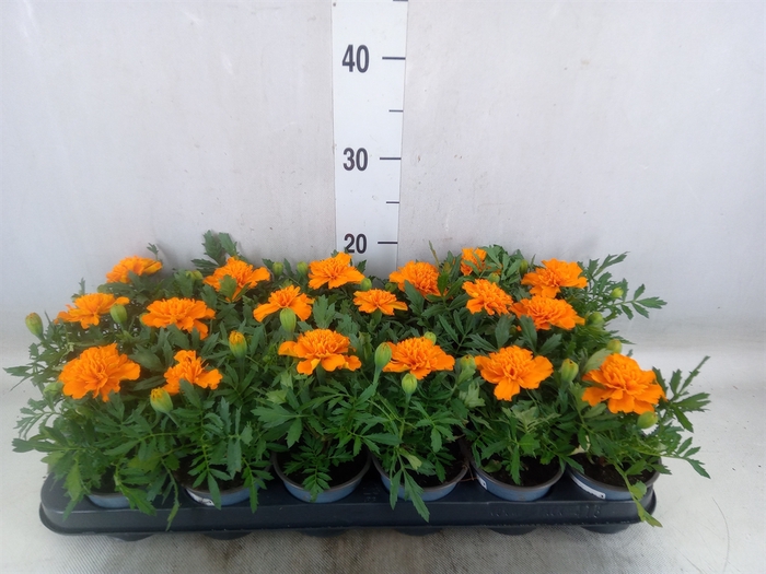 <h4>Tagetes</h4>