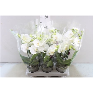 PHAL TABLO WHITE 2 TAK (BO)