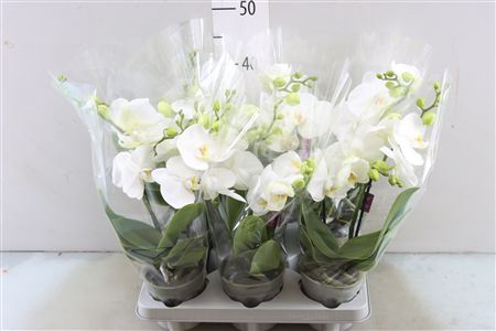 <h4>PHAL TABLO WHITE 2 TAK (BO)</h4>