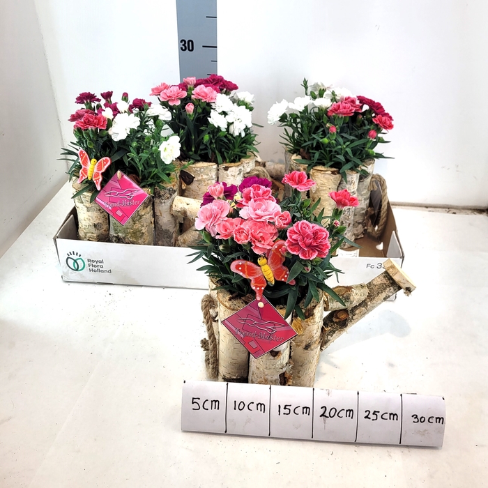 <h4>ARR TUINPLANTEN</h4>