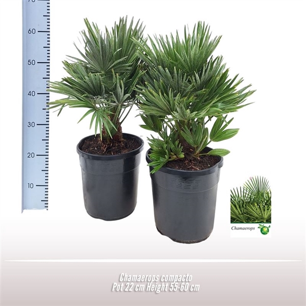 <h4>Chamaerops compacto</h4>