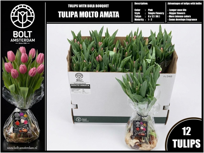 <h4>TU EN MOLTO AMATA</h4>