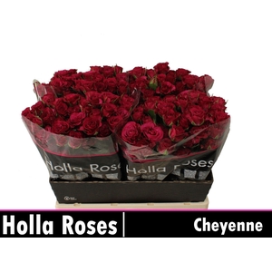 Rosa TR 'Cheyenne'