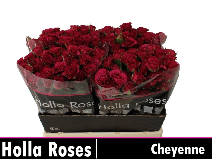 Rosa TR 'Cheyenne' BRAAM