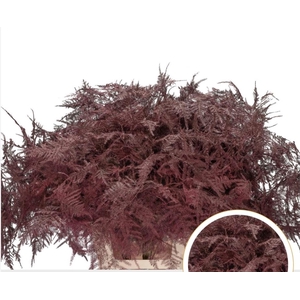 Asparagus Ex Veren Bordeaux X50