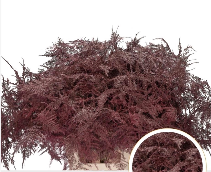 <h4>Asparagus Ex Veren Bordeaux X50</h4>