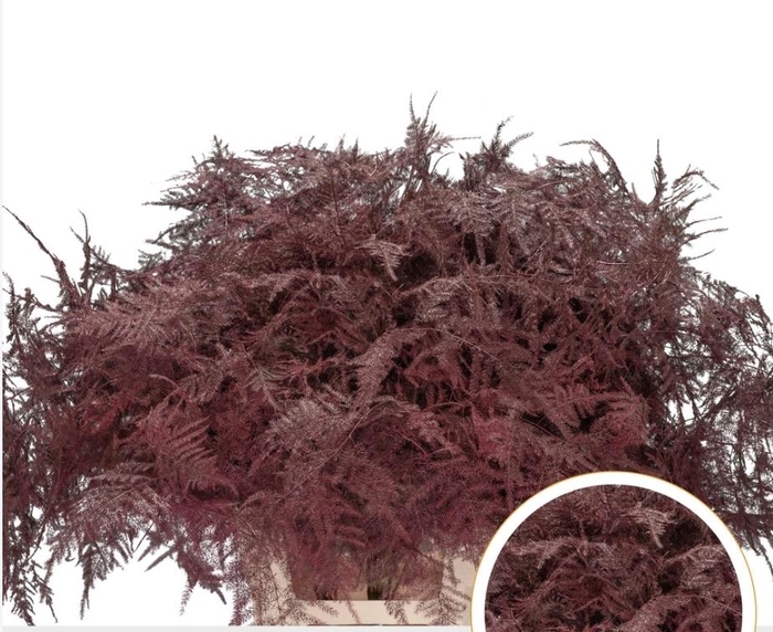 <h4>Asparagus Ex Veren Bordeaux X50</h4>