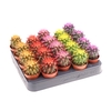 arr8 Echinoc Grusonii Rainbow