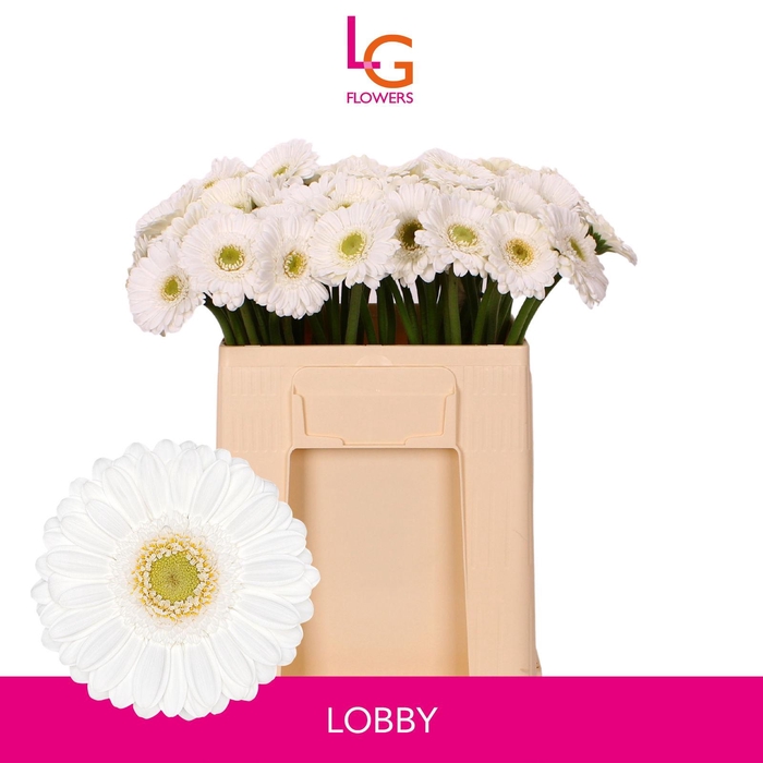 <h4>Germini Lobby Water</h4>