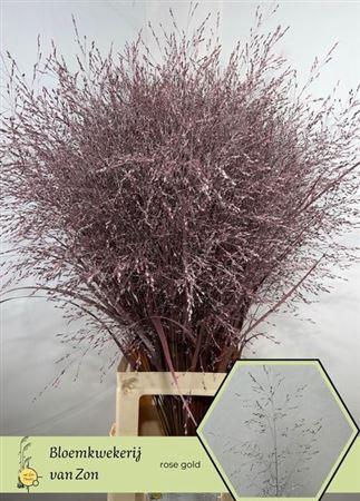 <h4>Siergr Ov Klb Rose Goud</h4>