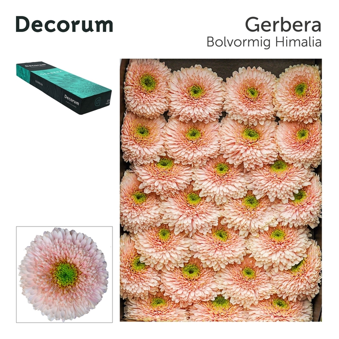 <h4>Gerbera Pomponi Himalia Doos</h4>