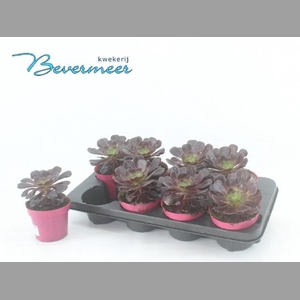 AEONIUM AB VELOURS