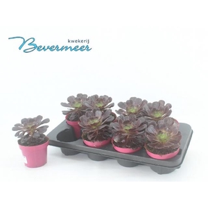AEONIUM AB VELOURS