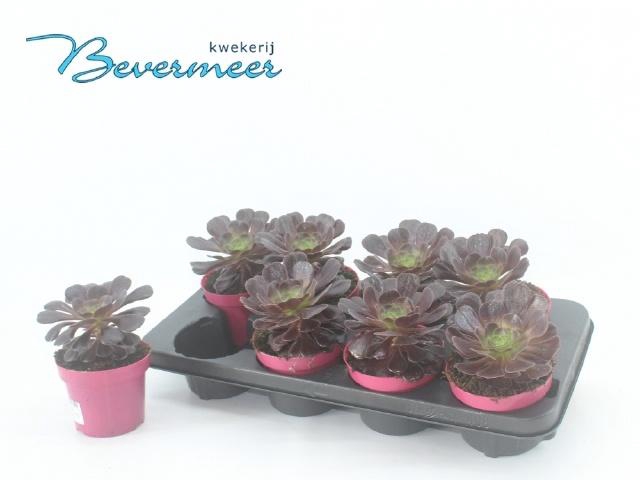<h4>AEONIUM AB VELOURS</h4>