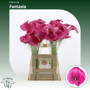 Calla Fantasia