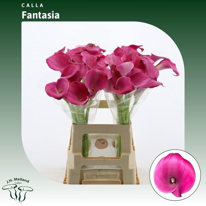 <h4>Calla Fantasia</h4>