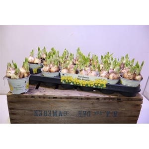 arr8 Narc D Tete Boucle