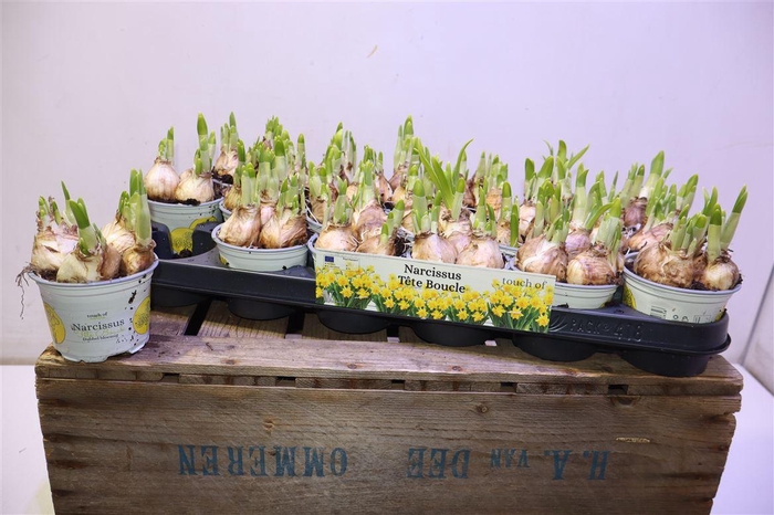 <h4>arr8 Narc D Tete Boucle</h4>