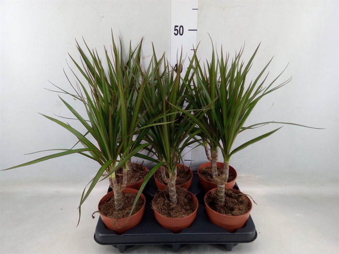 <h4>Dracaena marg.</h4>