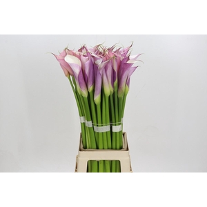 Zantedeschia Eydolls Purple White