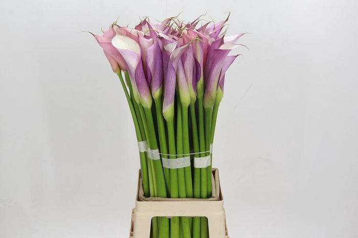 <h4>Zantedeschia Eydolls Purple White</h4>