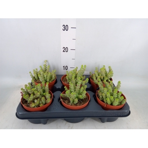 Crassula marnieriana