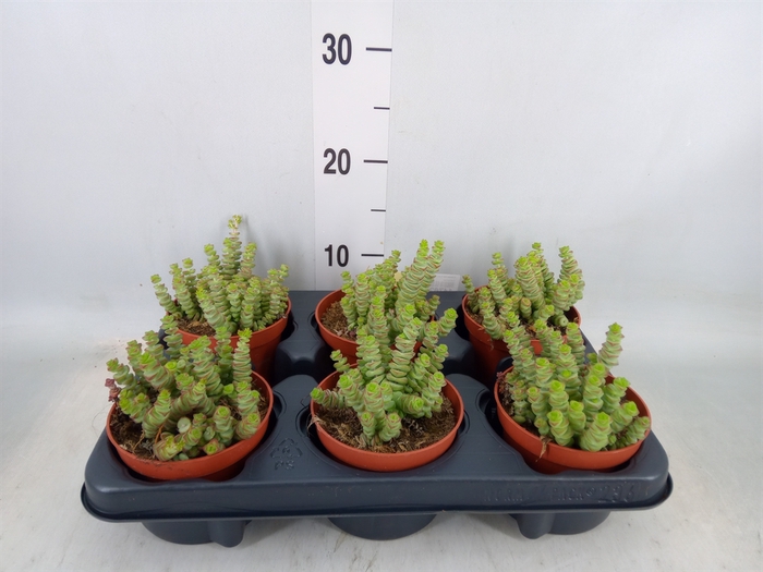 <h4>Crassula marnieriana</h4>
